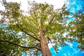 Best Leaf Removal  in Lockeford, CA