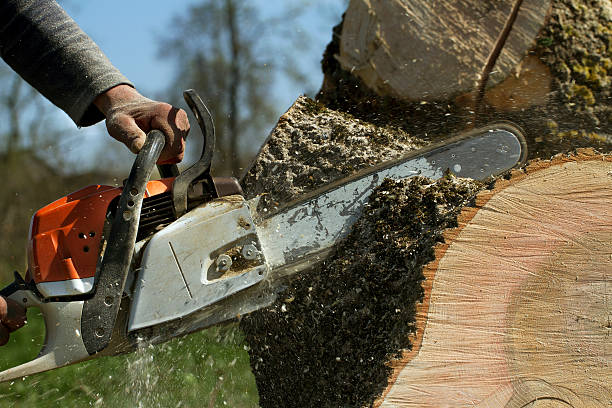 Best Tree Trimming and Pruning  in Lockeford, CA