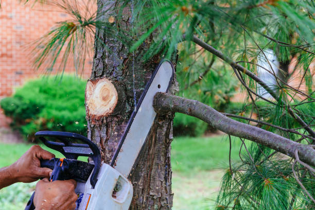 Why Choose Our Tree Removal Services in Lockeford, CA?